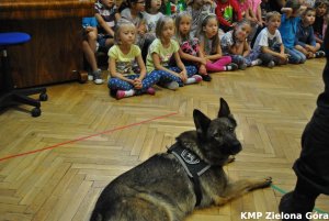 Policyjny pies leży w przedszkolu