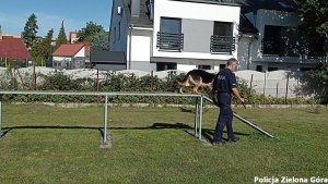 Policjant prowadzi psa policyjnego.