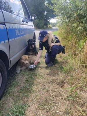 Policjantka z porzuconymi psami.