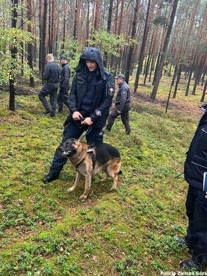 Policjant z psem szukają w lesie zbiega