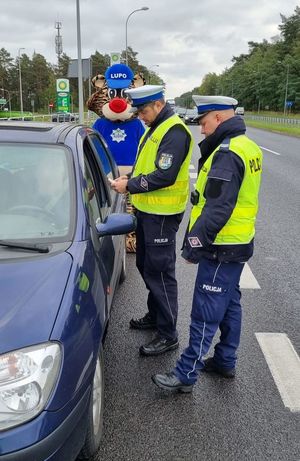 Maskotka Lubuskiej Policji tygrys Lupo wraz z policjantami Ruchu Drogowego kontroluje kierowcę samochodu