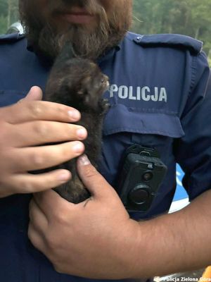 Policjant trzyma kociątko na rękach.